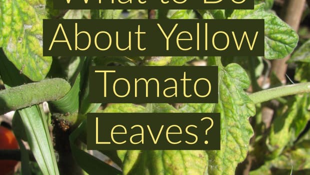 yellow-leaves-on-tomato-plants-get-rid-of-yellow-tomato-leaves