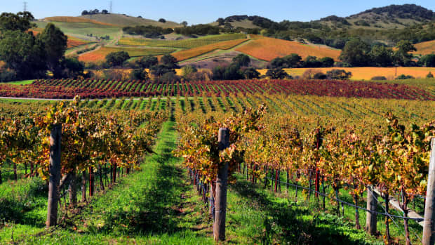 an-introduction-to-california-wines