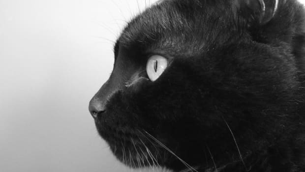 the-mystery-of-the-black-cat