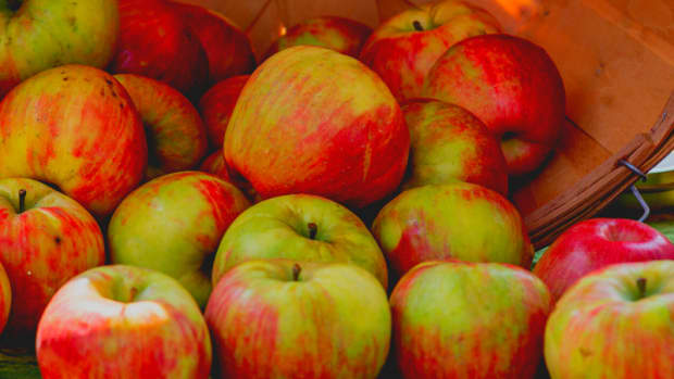 which-apples-are-best-for-fresh-eating