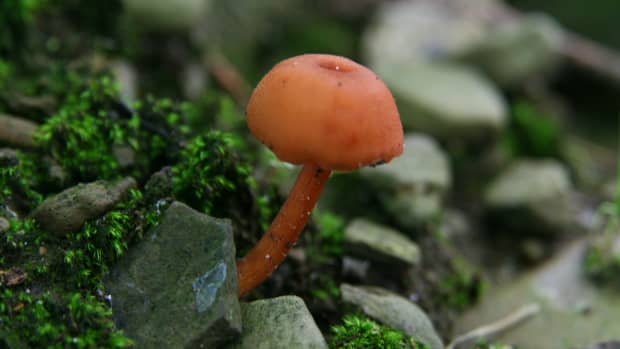 pictures-of-mushrooms-in-western-new-york