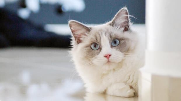 The 5 Most Popular Cat Breeds? - PetHelpful