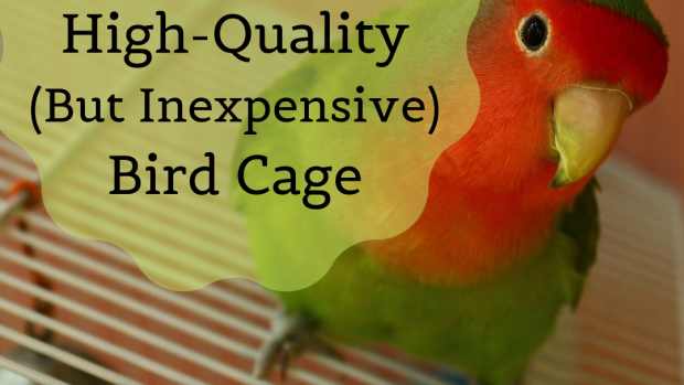 Bird Care and Feeding PetHelpful