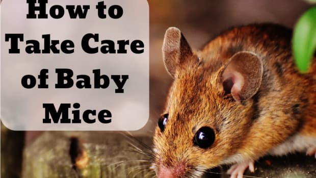 how-to-care-for-baby-mice