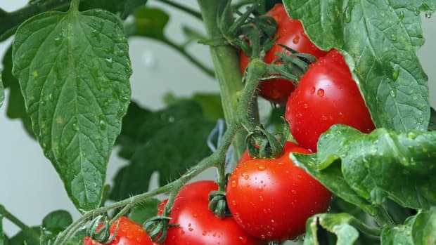 best-fertilizer-for-tomato-plants-and-all-about-fertilizing-tomatoes