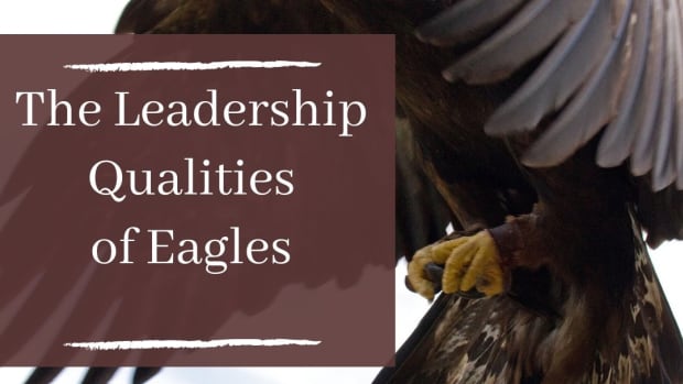 7-leadership-characteristics-of-an-eagle-that-man-should-learn-from