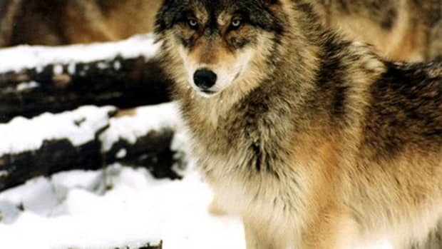 how-to-keep-coyotes-foxes-and-wolves-out-of-your-yard-and-livestock