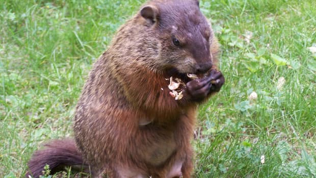 10-ways-to-celebrate-groundhog-day
