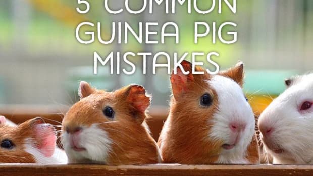 5-most-common-guinea-pig-owner-mistakes