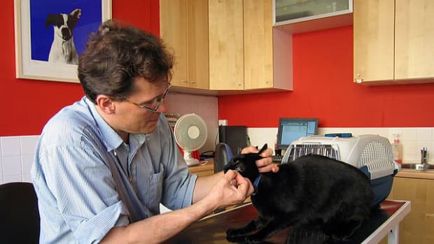 feline-stomatitis-better-diet-and-nutrition-as-treatments-for-stomatitis