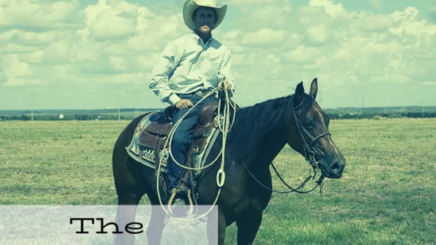 why-american-quarter-horses-make-great-pets-expert-advice-from-an-aqh-owner-trainer-and-vet