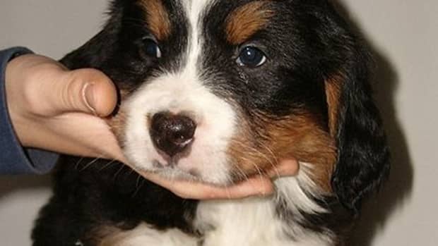 bernese-mountain-dogs-as-pets-and-working-dogs