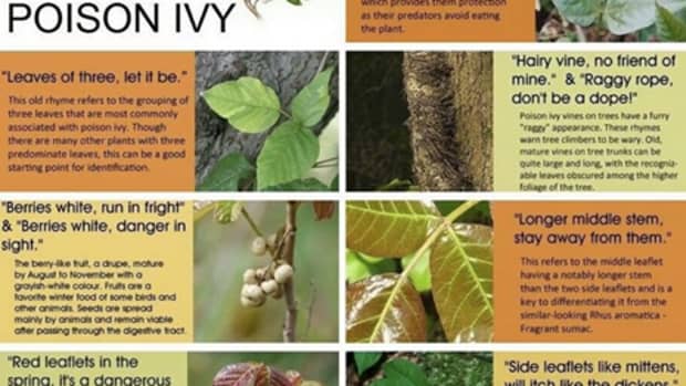 how-to-prevent-poison-ivy