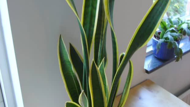 caring-for-sanseveria-snake-plant-mother-in-laws-tongue