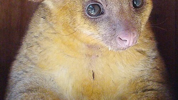 the-kinkajou-or-honey-bear-a-rainforest-mammal-and-exotic-pet