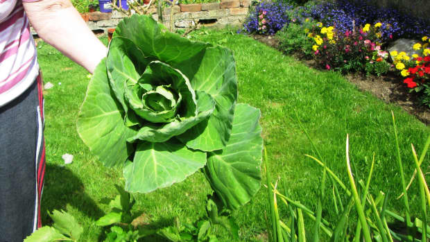 growing-cabbage-from-seed-vegetable-garden-tips-how-to-grow-cabbages-recipes-recipe-quick-and-easy-best