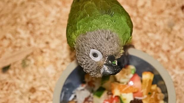 a-dusky-conure-as-a-pet-bird-an-affectionate-and-clever-parrot