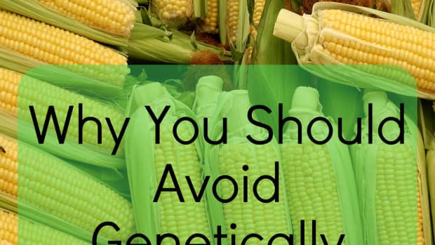 what-genetically-modified-foods-do-to-our-bodies
