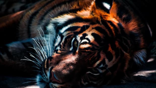 -wild-tigers-likely-to-be-extinct