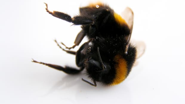 why-honey-bees-are-dying-off