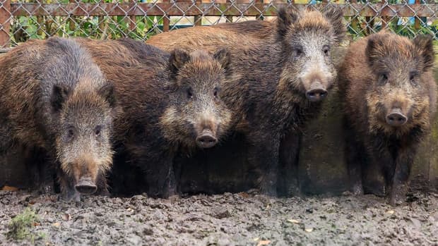 feral-pigs