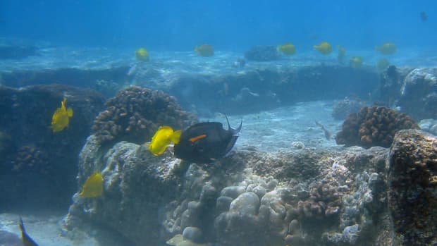 hawaii-reef-wildlife-extraction-not-the-message-of-aloha