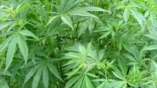 development-of-the-marijuana-breathalyzer-a-speedbump-in-legalization