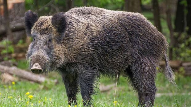hey-lets-give-the-wild-boars-a-break