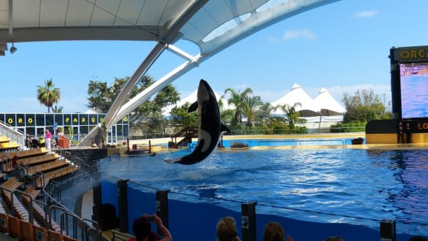 psychological-effects-on-the-orca-caused-by-captivity