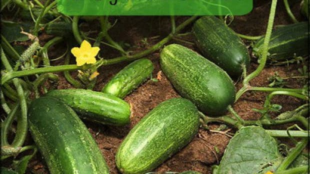 gardening-101-how-to-grow-cucumbers-how-to-process-cucumbers-and-medicinal-properties-of-cucumbers