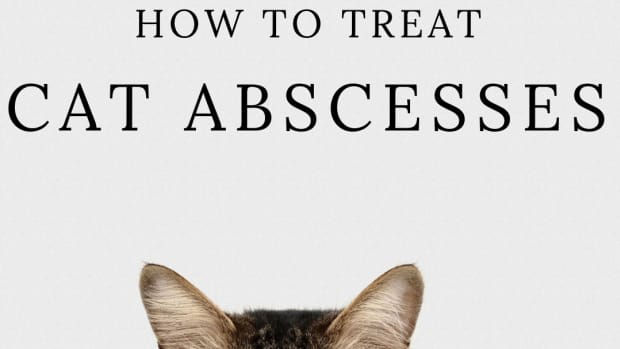 how-to-treat-cat-abscess-at-home
