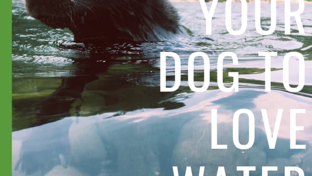 how-to-bathe-a-big-dog-afraid-of-water