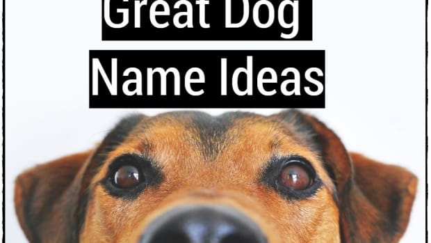 great-dog-name-ideas