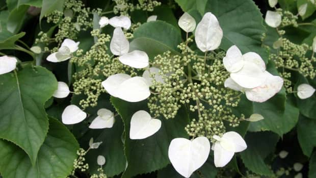 how-to-take-care-of-a-creeping-hydrangea