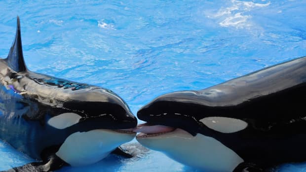 why-orcas-should-not-be-kept-in-captivity