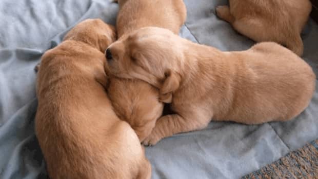 what-time-of-the-year-are-most-puppies-born