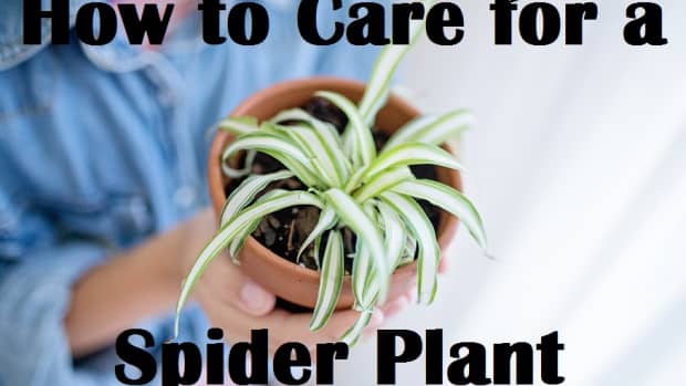 how-to-care-for-a-spider-plant