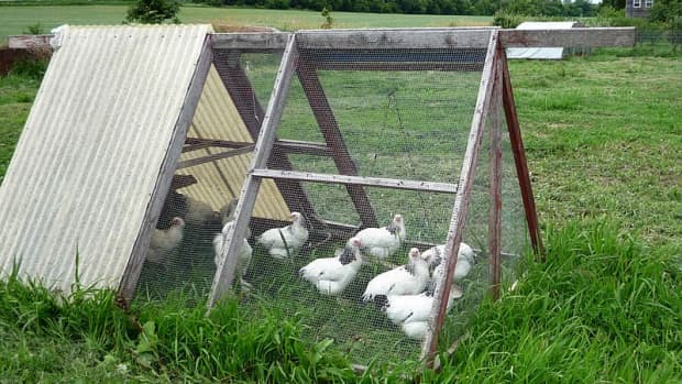 chicken-tractors-raising-chickens-and-collecting-eggs
