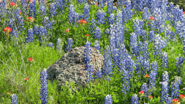 where-to-go-to-see-texas-wildflowers