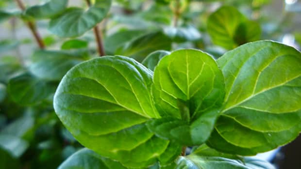 how-to-care-for-mint-plants