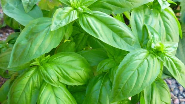 how-to-care-for-sweet-basil-plant