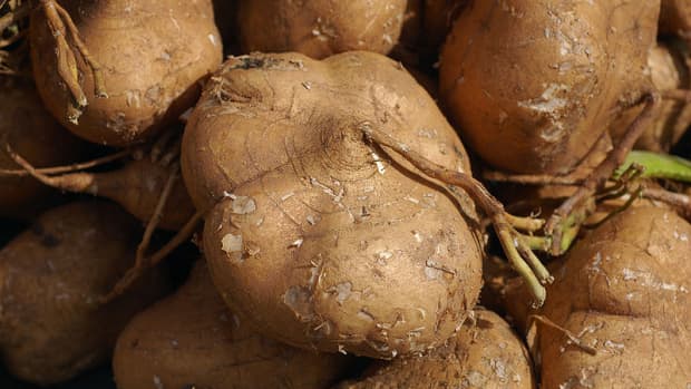 similarities-and-differences-between-root-vegetables-jicama-and-turnip