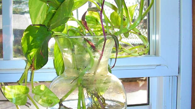 how-to-grow-pothos-devils-ivy-in-water