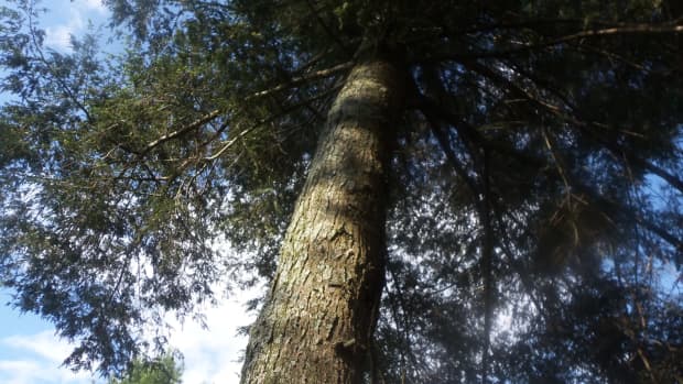 why-the-eastern-hemlock-tree-is-endangered-can-the-hemlocks-be-saved
