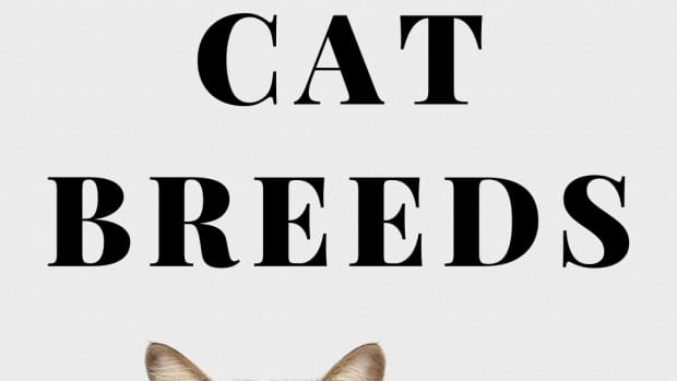 different-cat-breeds-how-to-identify-pet-cats