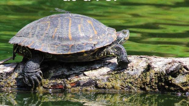 how-to-keep-a-wild-turtle-as-a-pet