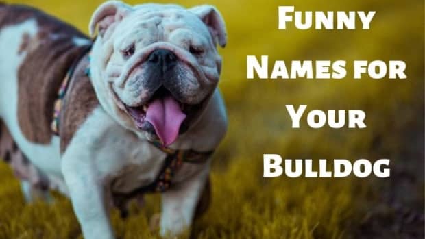 450+ Pit Bull Dog Names (With Meanings) - PetHelpful