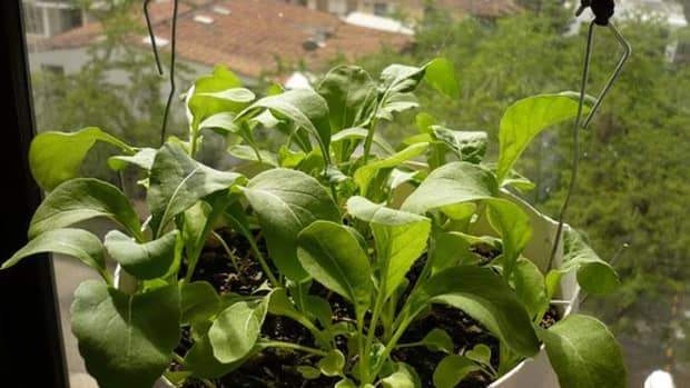 basics-for-growing-arugula-in-containers