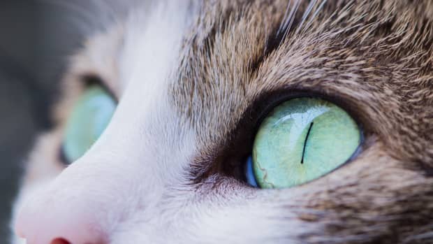 home-remedies-for-a-cats-eye-infection