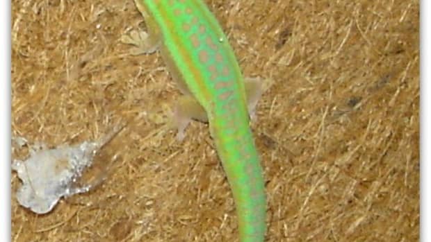 geckos-pets